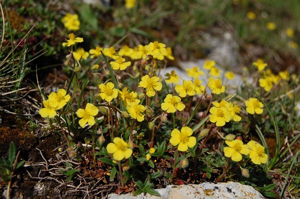 Helianthemum oelandicum italicum4 [1600x1200].JPG