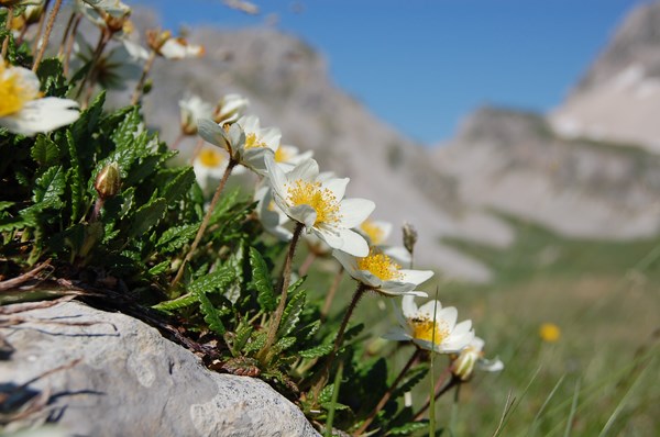 Dryas octopetala3 [1600x1200].JPG