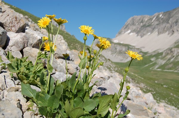 Doronicum grandiflorum6 [1600x1200].JPG