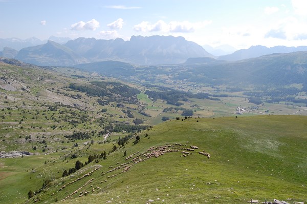 Moutons2 [1600x1200].JPG
