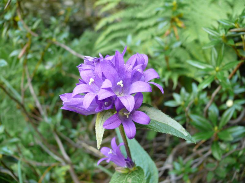 campanula glomerata.jpg