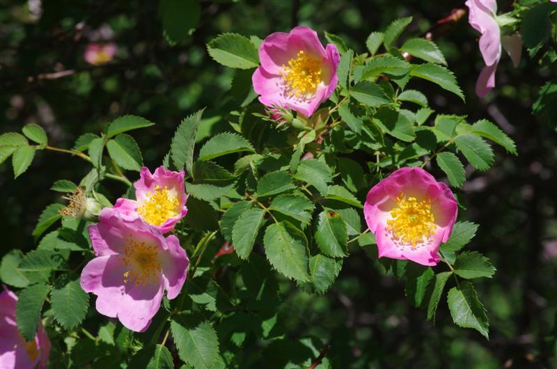 Rosa canina