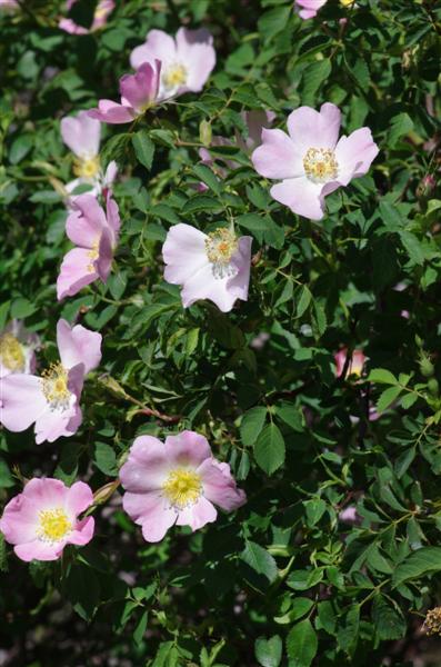 Rosa canina x R.montana