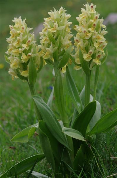 Dactylorhiza sambucina