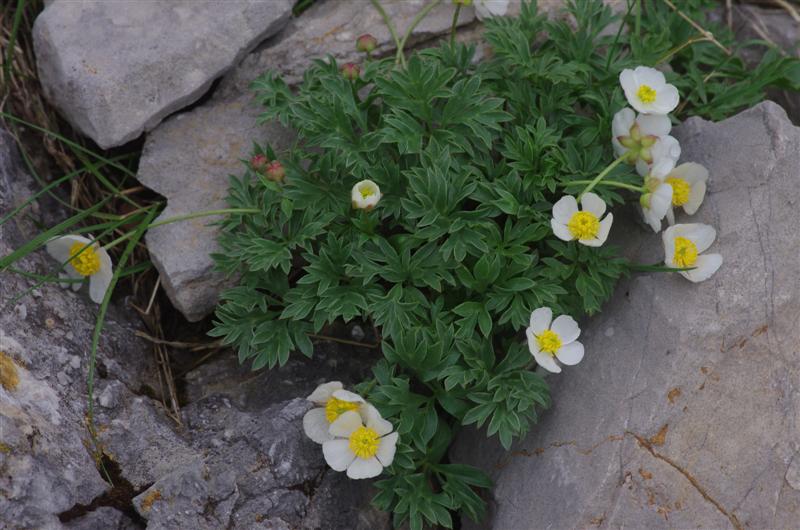 Ranunculus seguieri