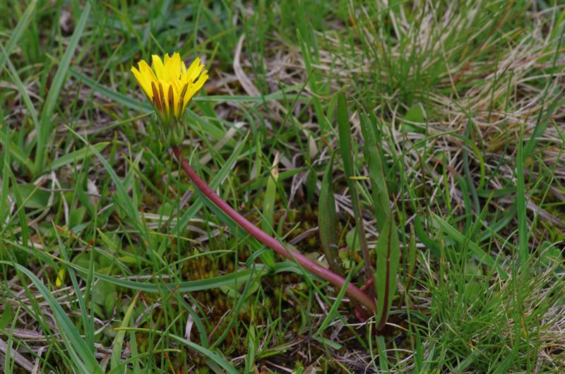 Taraxacum groupe palustria dans les sagnes