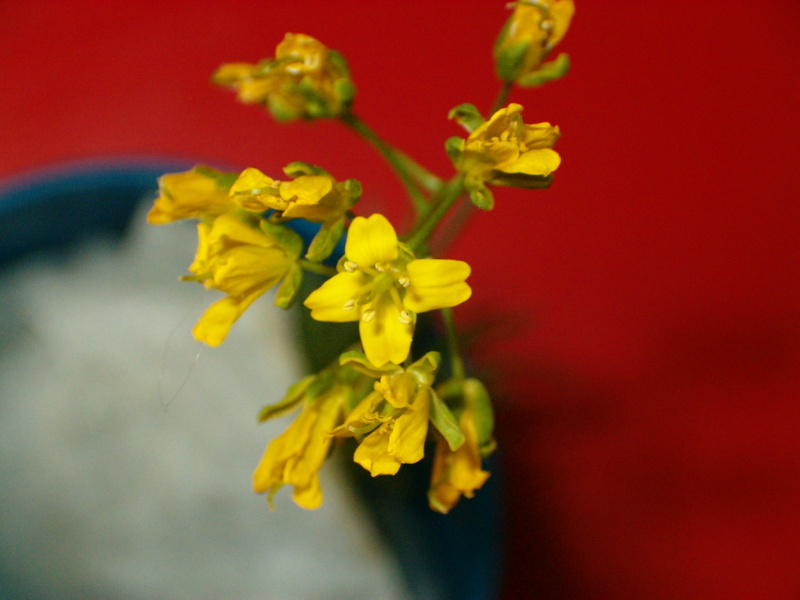 Les fleurs à nouveau