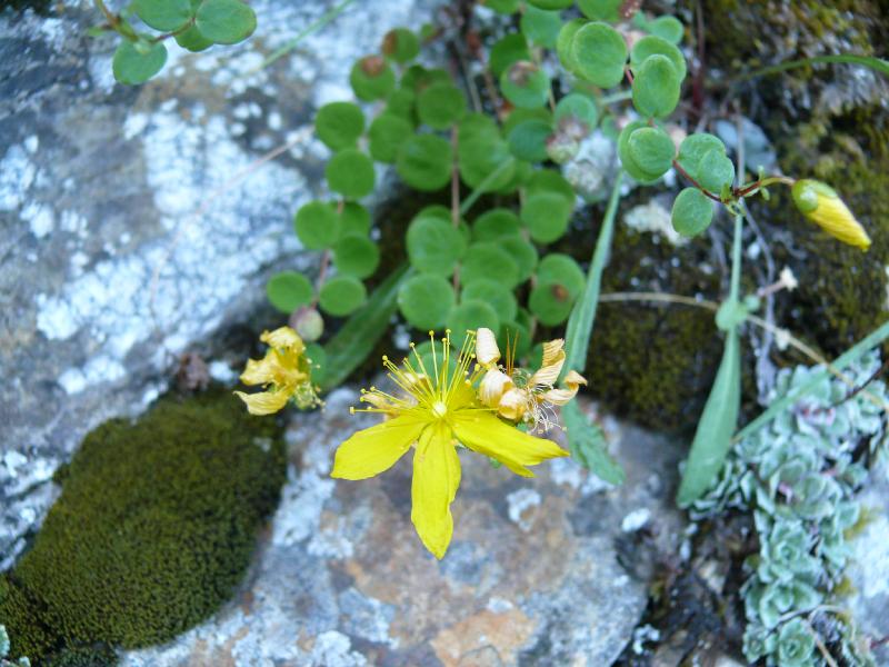 hypericum nummularium.jpg