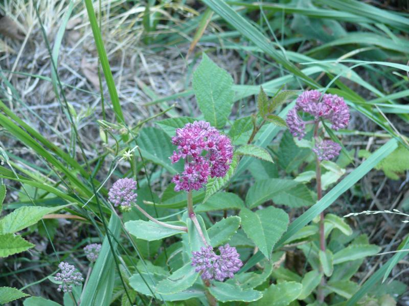 sedum fabaria.jpg