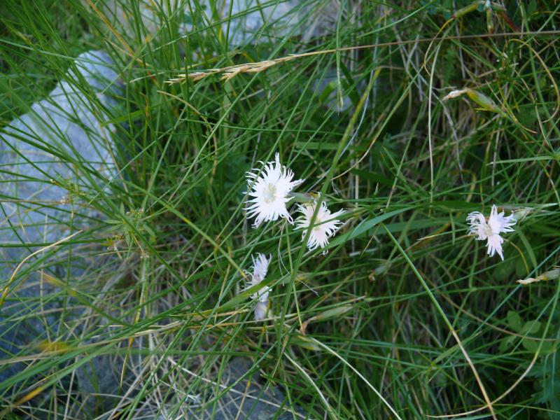 dianthus fimbriatus.jpg