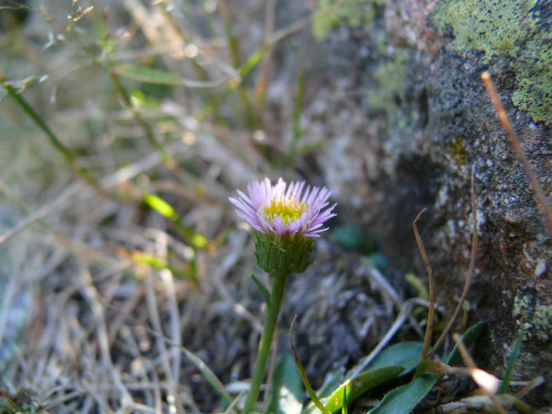 erigeron alpinus.jpg