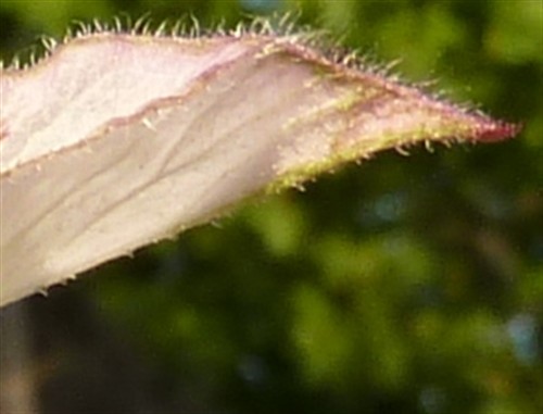 P1200974-001.JPG