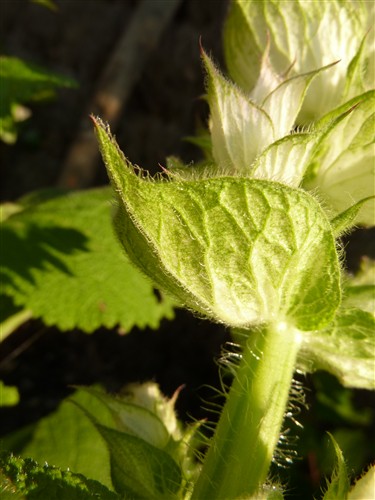 bractée verte