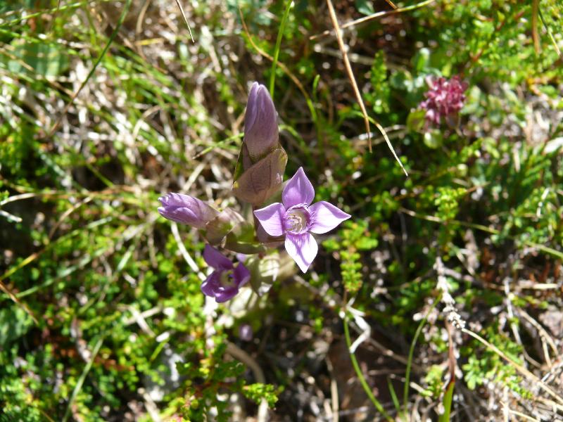 gentiana campestris.jpg