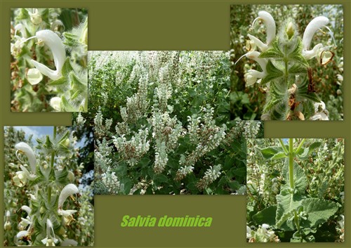 salvia d-001.jpg