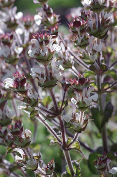 Salvia aethiopis