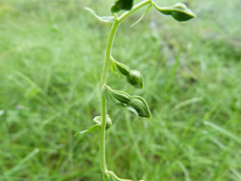 epipactis!.jpg