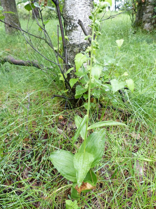 epipactis peut etre.jpg