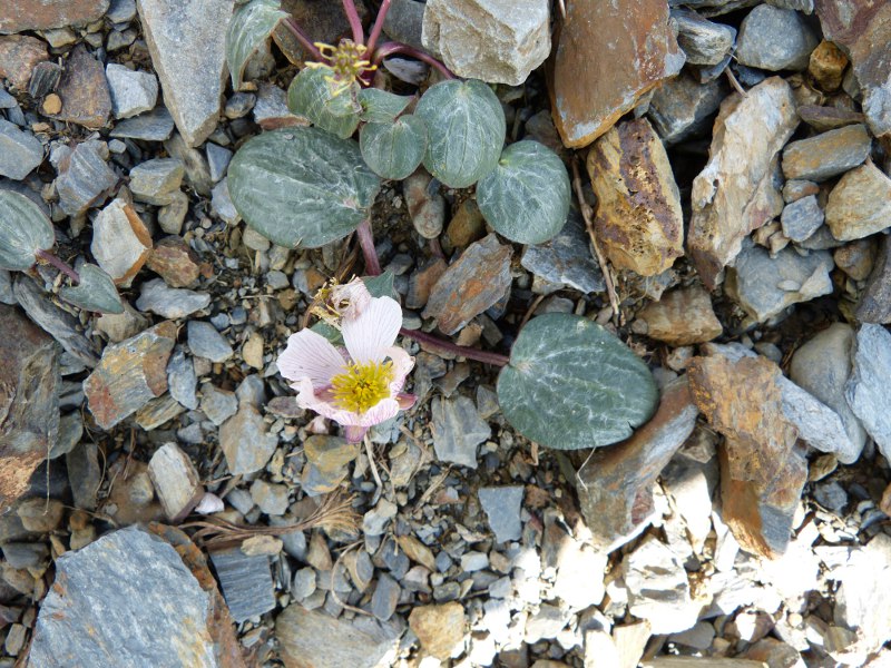ranunculus parnassifolius.jpg