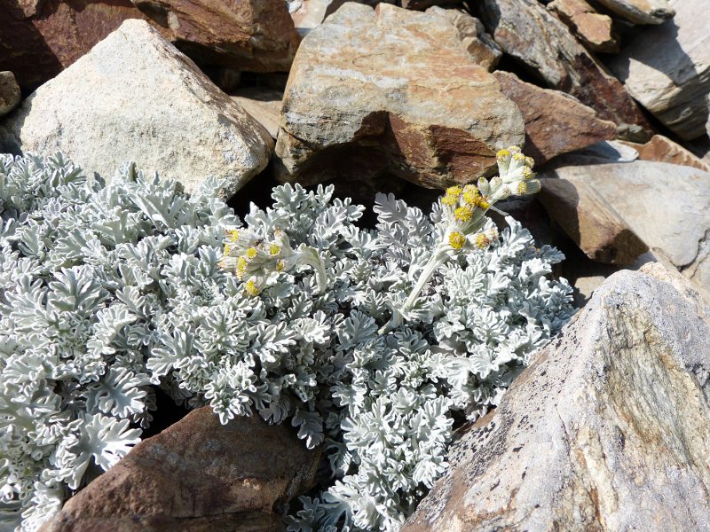 senecio leucophyllus.jpg
