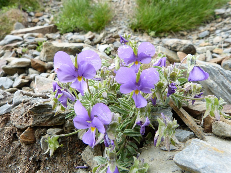 viola lapeyrousiana.jpg