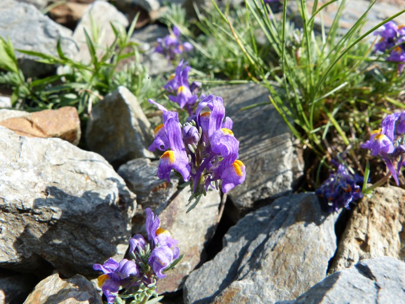 linaria alpina.jpg