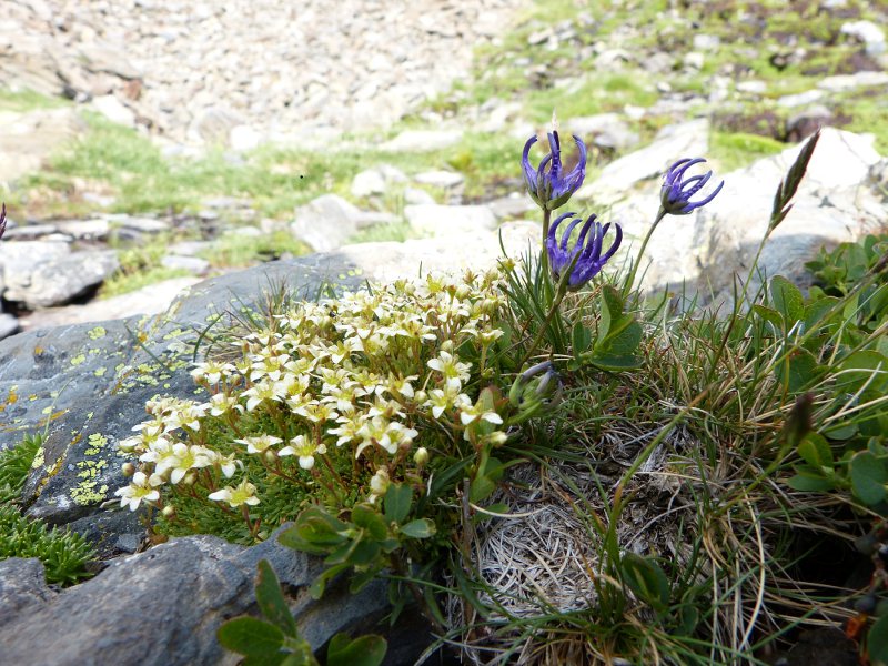 phyteuma hemisphaericum.jpg