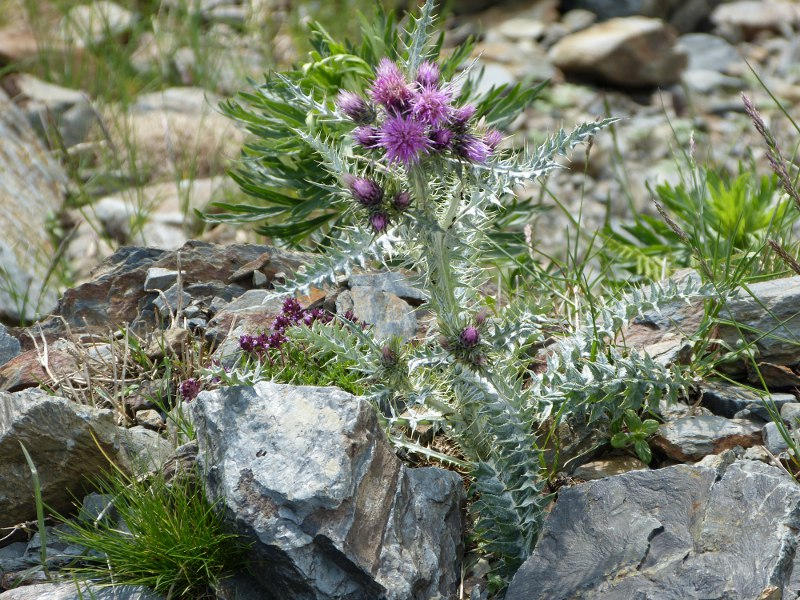 carduus carlinoides.jpg