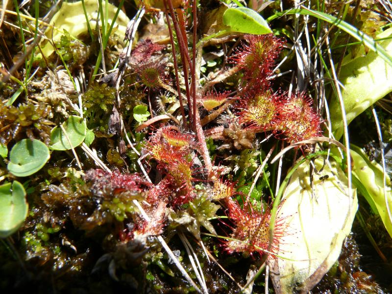 drosera rotundifolia.jpg
