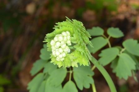 Thalictrum aquilegiifolium-Pigamon à feuilles d'ancolie.jpg