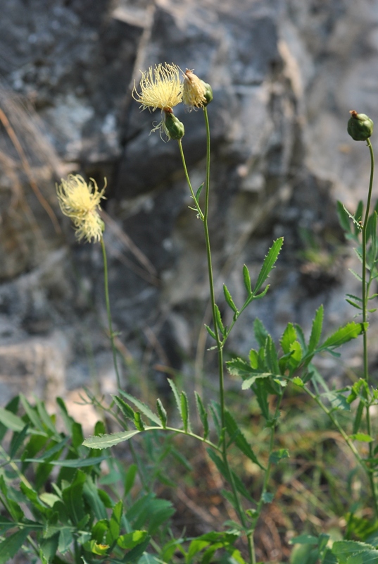 Rhaponticoides alpina (L.) M.V.Agab. &amp; Greuter