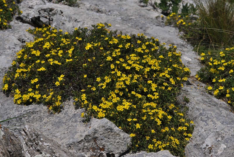 Helianthemum lunulatum (All.) DC.
