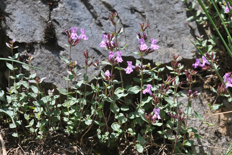 Micromeria marginata (Sm.) Chater