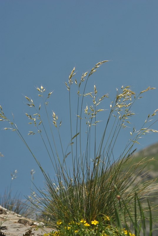 Helictotrichon setaceum (Vill.) Henrard