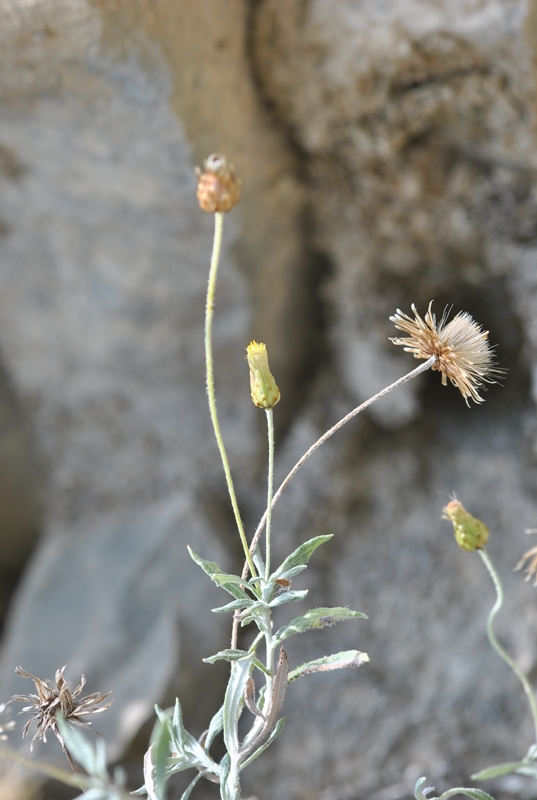 Phagnalon rupestre subsp. annoticum (Jord. ex Burnat) Pignatti