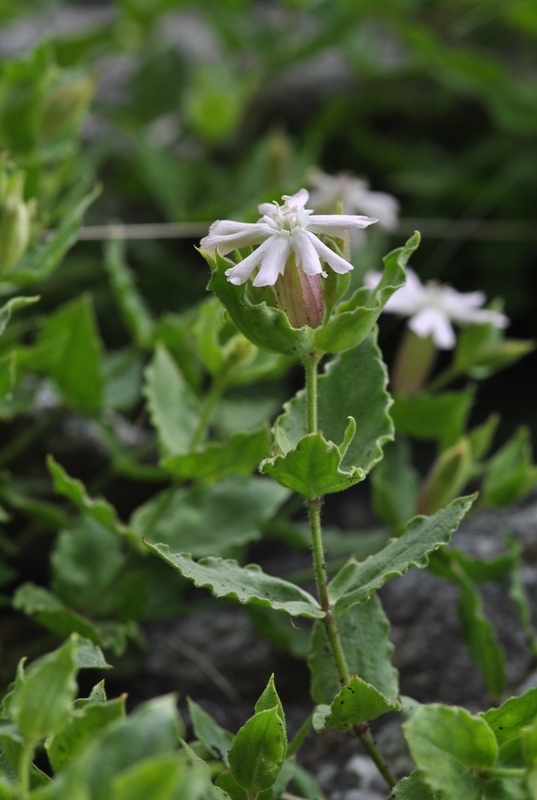 Silene cordifolia All.