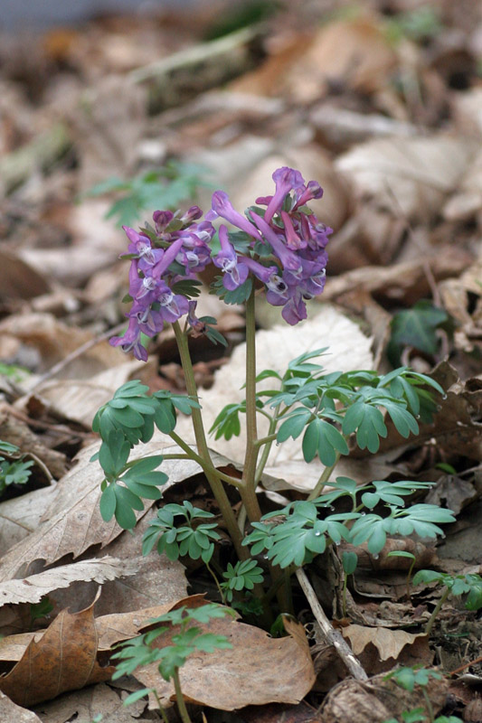 Corydalis solida 0.jpg