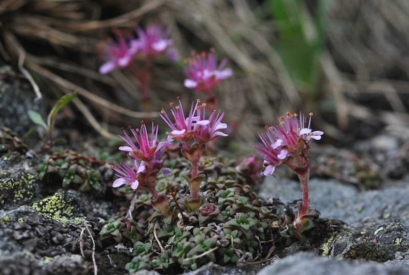 Saxifraga retusa subsp. augustana (Vacc.) P.Fourn.