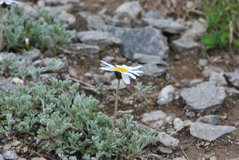 Leucanthemopsis alpina (L.) Heywood