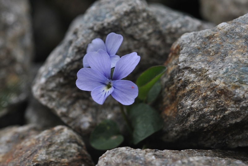 Viola argenteria Moraldo &amp; Forneris