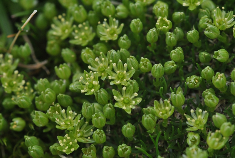 Minuartia sedoides (L.) Hiern