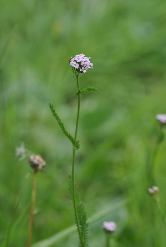 Achillea roseo-alba Ehrend.