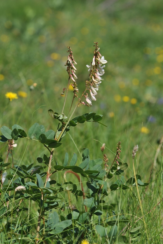 Hedysarum hedysaroides subsp. boutignyanum (A.Camus) Jauzein