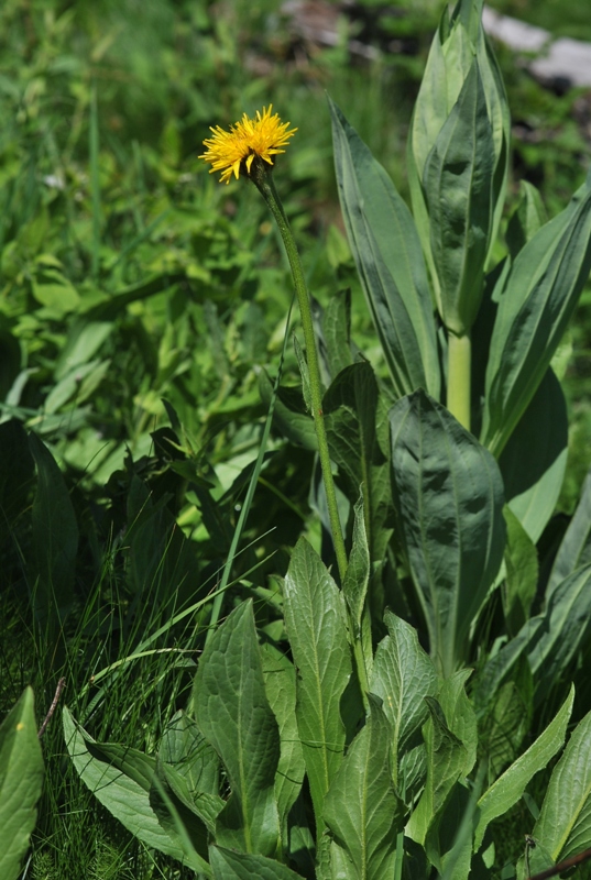 Crepis bocconi P.D.Sell