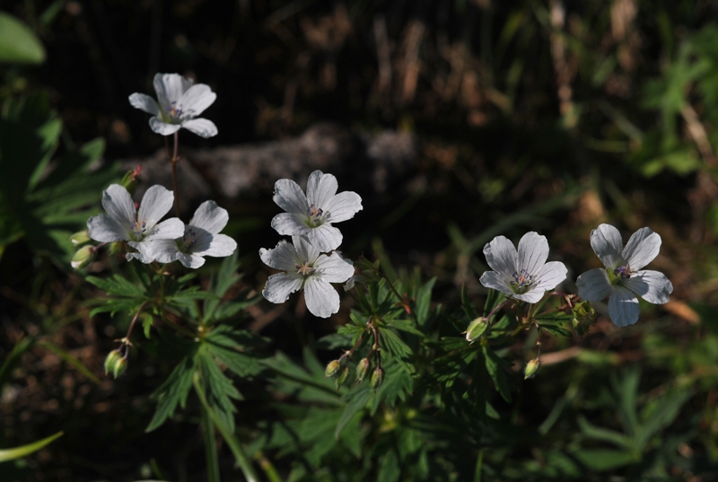 Geranium rivulare Vill.