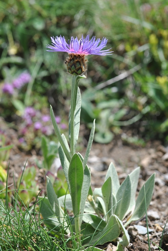 Cyanus triumfettii subsp. semidecurrens (Jord.) auct.
