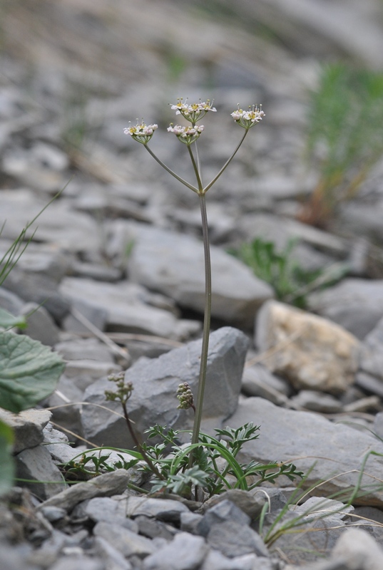 Heracleum pumilum Vill.
