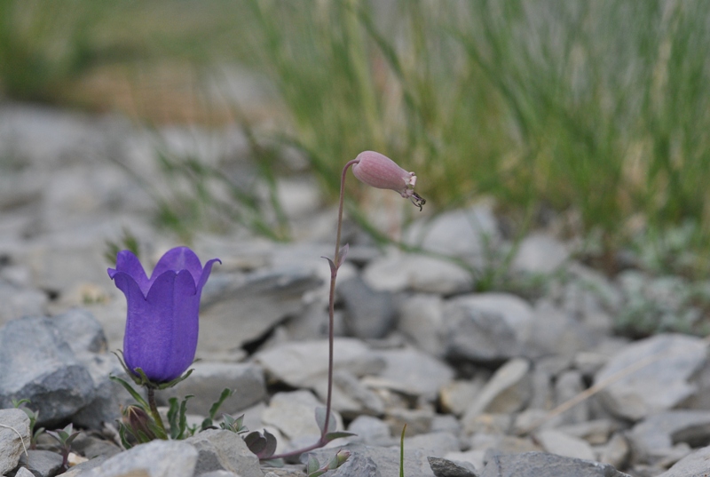 Campanula alpestris All. &amp; Silene vulgaris subsp. glareosa (Jord.) Marsden-Jones &amp; Turrill