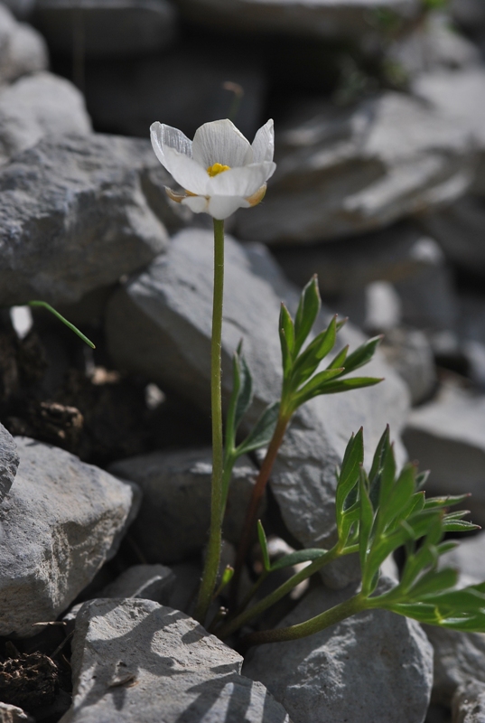 Ranunculus seguieri Vill.