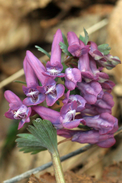 Corydalis solida 2.jpg